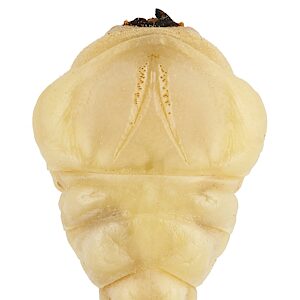 Melobasis ordinata, PL5503A, larva, from Acacia mearnsii, dorsal view, SE, 28.3 × 6.7 mm